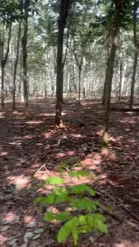 Đất Farm 9 xào tại Đức Hạnh, Bù Gia Mập - Giá chỉ 1.26 tỷ, sổ đỏ chính chủ!