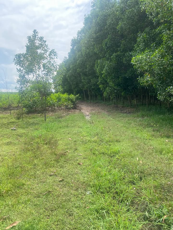 Đất nền Xuân Trường, Đồng Nai 1840m² giá chỉ 300 triệu - Cơ hội đầu tư sinh lời!