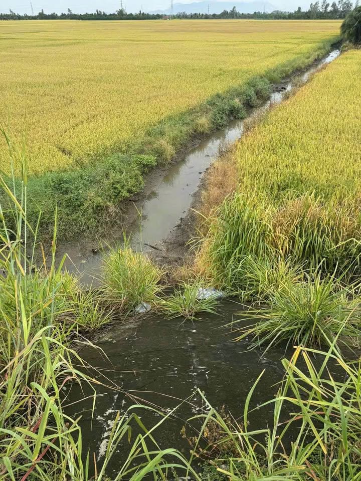 Đất vườn 7 công mặt tiền đường N1, Vĩnh Tế, Châu Đốc - Cơ hội đầu tư sinh lời!