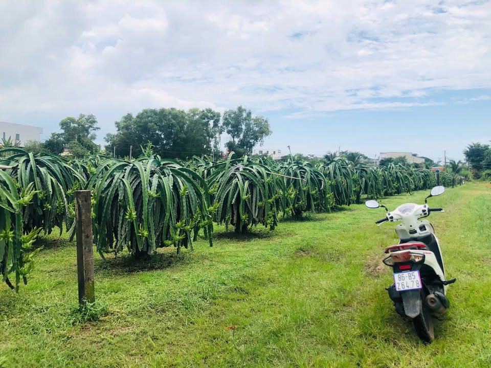 Đất thổ cư Tân Hải, La Gi 1825m² giá 1.8 tỷ - Đầu tư sinh lời ngay!