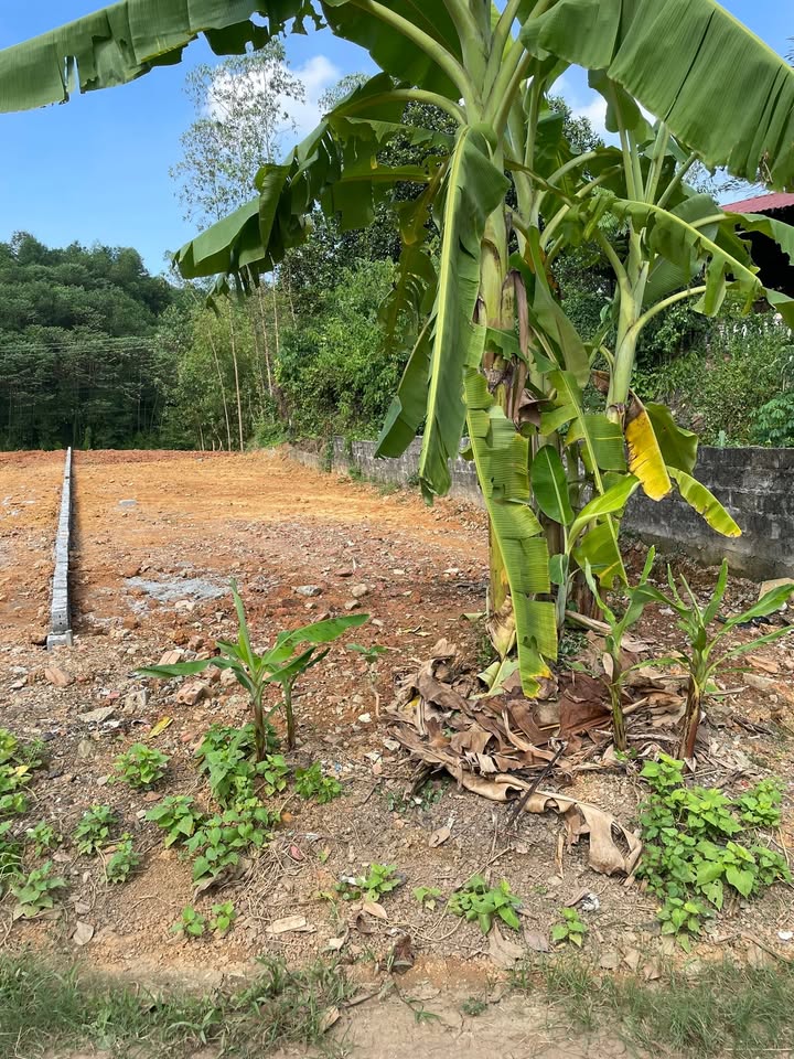 Đất nền mặt đường Quốc lộ 321C, xã Phượng Vĩ, 200m² - Kinh doanh thuận lợi!