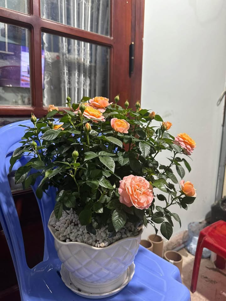 Nhà cấp 4 Phường 10 Đà Lạt 100m² giá 1,45 tỷ - View đẹp, không khí trong lành!