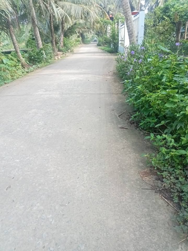 Đất vườn dừa 2236m² tại Xã Hưng Nhượng, Bến Tre - Giá chỉ 1.6 tỷ VND