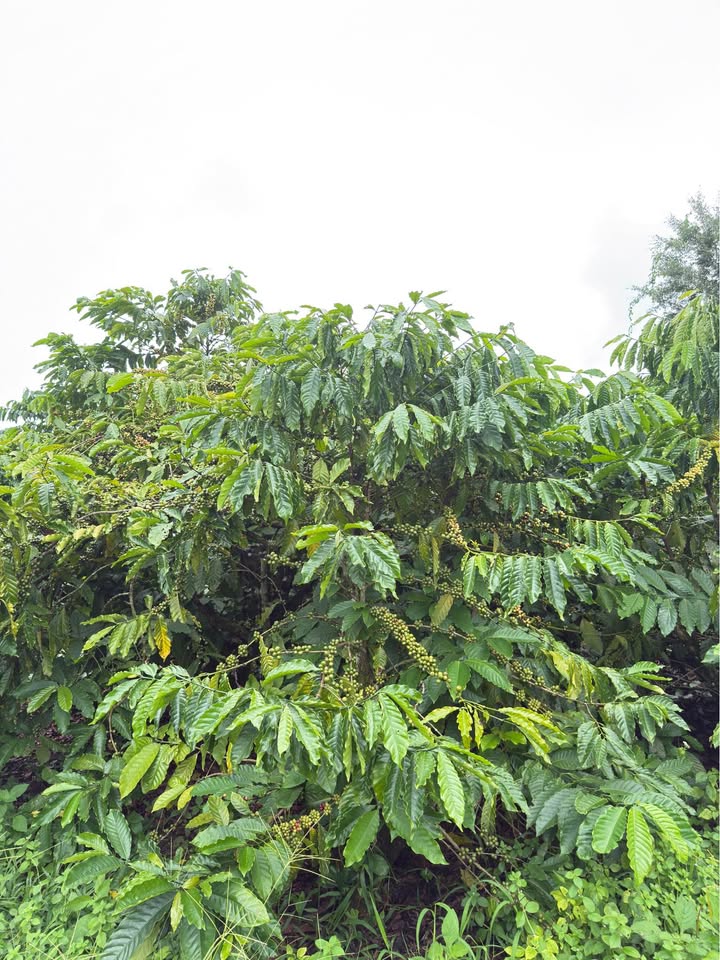 Đất sản xuất 2,7ha gần KCN Đắk Nia, Gia Nghĩa - Cơ hội đầu tư sinh lời!