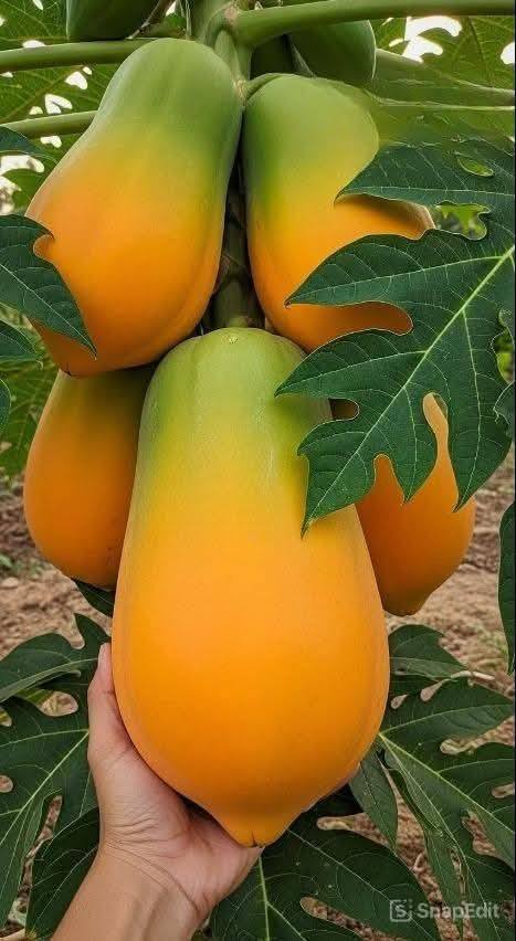 Nhà kinh doanh tại Trà Nóc, Bình Thủy, Cần Thơ - Diện tích 76m², giá thỏa thuận!