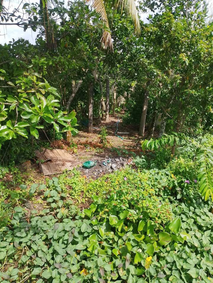 Đất nền dân sinh Thiện Trí Cái Bè 320m² giá 600 triệu - Cơ hội đầu tư hấp dẫn!