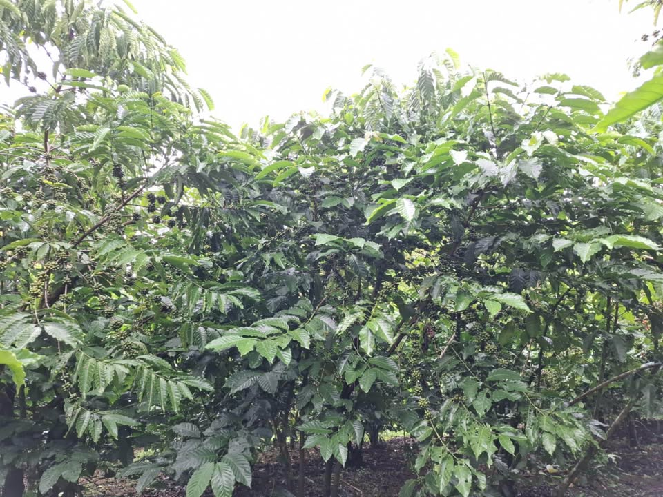 Bán vườn Sầu Riêng 6,2 sao tại Bảo Lâm, Lâm Đồng - Đất đỏ màu mỡ, giá chỉ 2,5 tỷ!