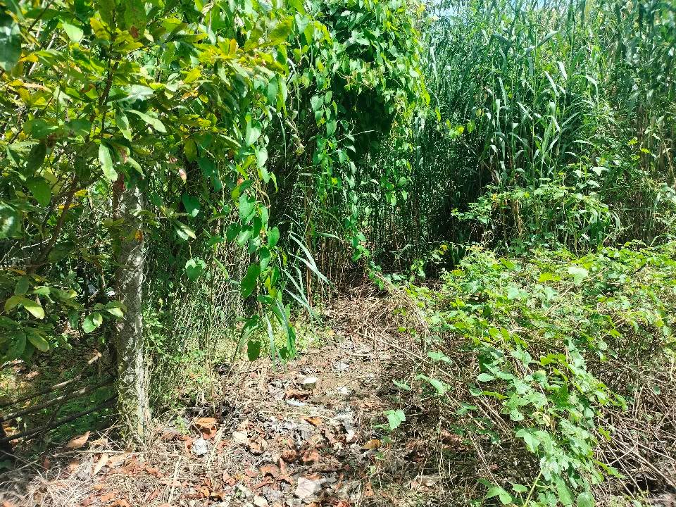 Đất nền mặt tiền đường Dà L, Phường Tịnh Thới, 124m² giá 470 triệu - Đầu tư sinh lời ngay!