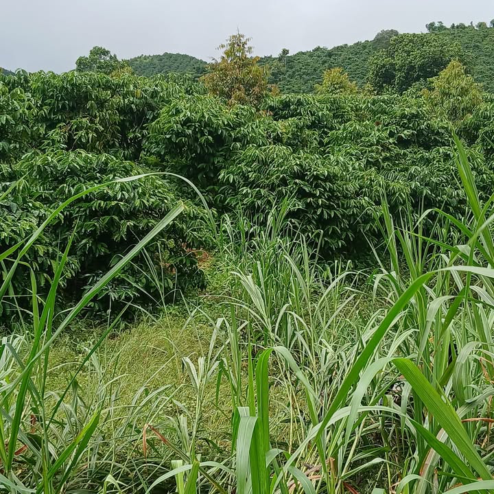 Đất nền Liên Đầm Di Linh 10.000m² giá 2.5 tỷ - Cơ hội đầu tư sinh lời!