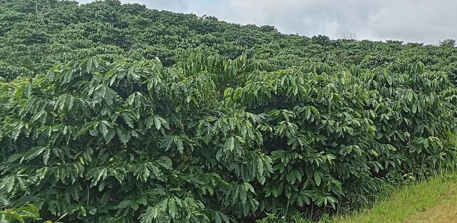 Đất nông nghiệp 6ha tại Quảng Phú, Krông Nô - Giá 10 tỷ, thương lượng nhẹ!