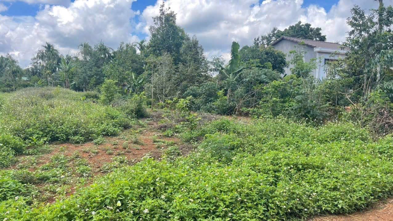 Đất nền liền kề tại Cuôr Đăng, Cư M'gar - 250m² chỉ 390 triệu, cơ hội đầu tư tuyệt vời!