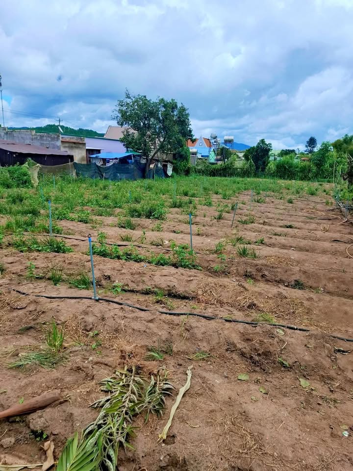 Đất nền thổ cư 200m² tại Ka Đơn, Đơn Dương - Giá chỉ 1.55 tỷ!