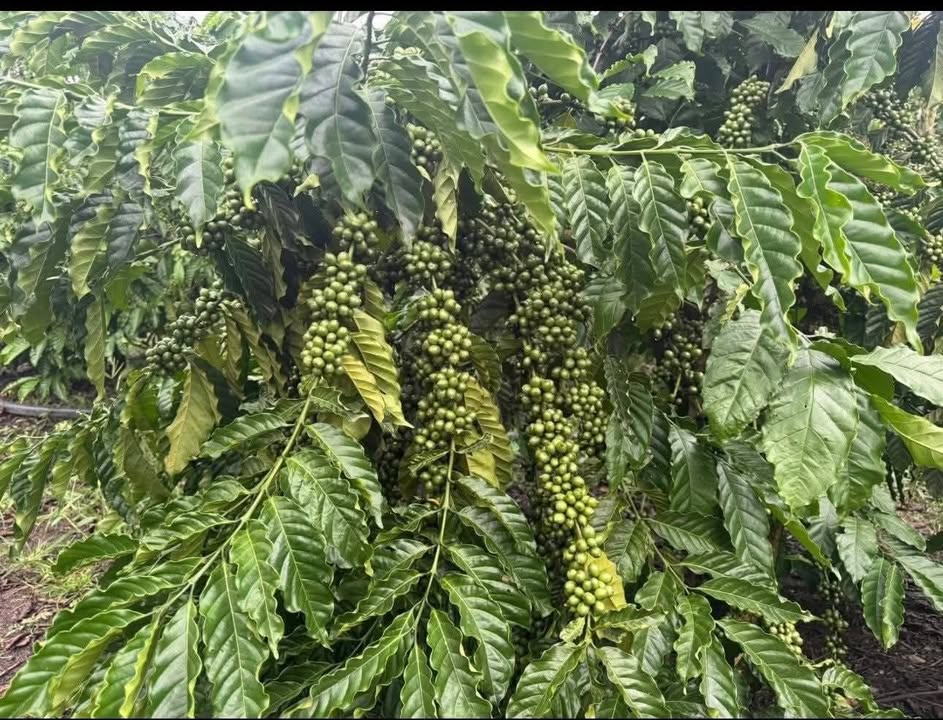 Đất Farm 2.2ha tại Hòa Phong, Krông Bông chỉ 240 triệu - Sổ đỏ chính chủ!