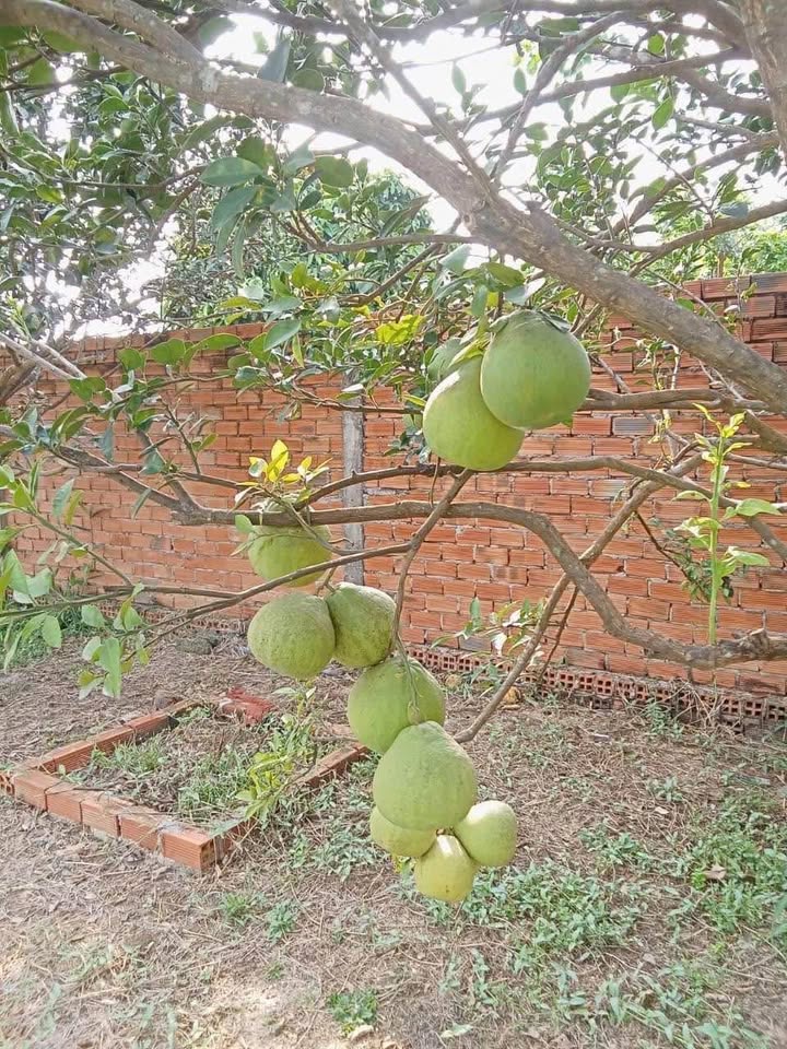 Đất thổ cư 200m² Bạch Đằng, Tân Uyên - Chính chủ bán giá 12.12 tỷ