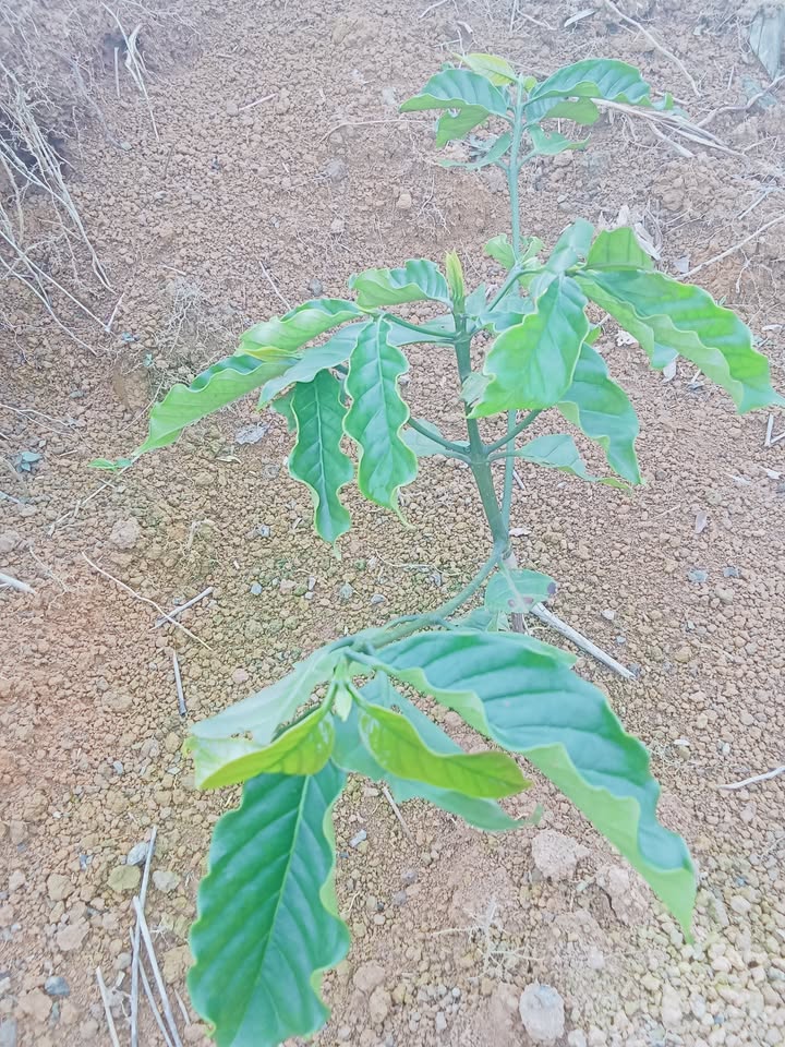 Farm 1ha tại Đắk R'măng giá 820 triệu - Đường ô tô vào tận nơi!