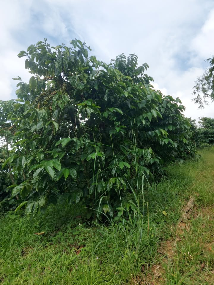 Farm Đắk R'Măng 3ha giá thỏa thuận - Đầu tư sinh lời ổn định!