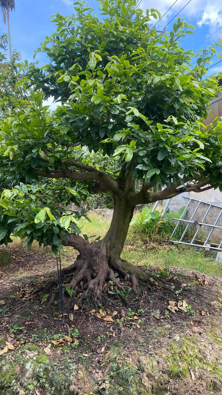 Bán nhà trọ Dĩ An 125m² giá 6 tỷ - Thiết kế rộng rãi, gần Quốc Lộ 1K!