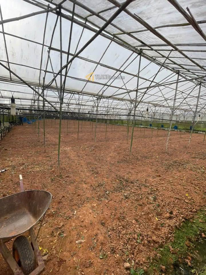 Đất Hẻm Cao Thắng, Đà Lạt 2136m² giá 4 tỷ - Sổ đỏ chính chủ!