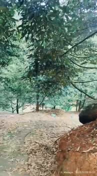 Vườn cho thuê tại Hà Lâm, Đạ Huoai - 330 cây Thái, chỉ 1.4 triệu/tháng!