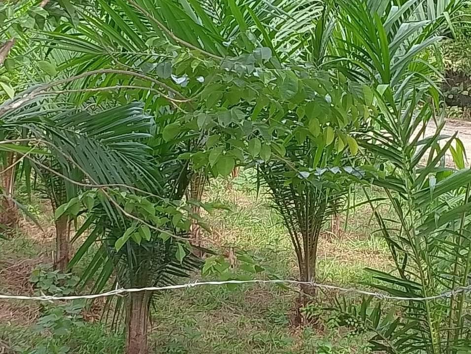 Đất ở Cẩm Quan 160m² giá chỉ 2xx triệu - Cơ hội đầu tư tuyệt vời!