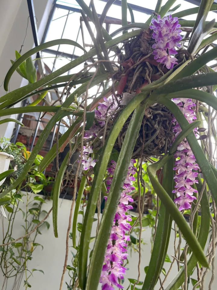 Đất nền phường Ea Kao, Buôn Ma Thuột 1000m² giá 500 triệu - Đường bê tông thông tứ hướng!