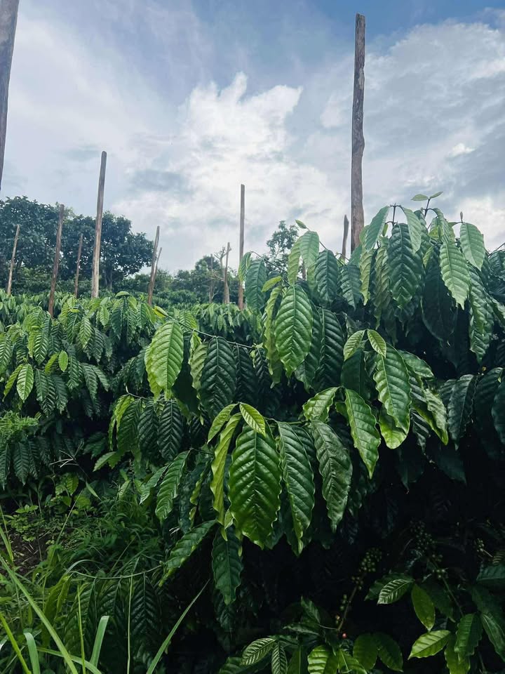 Đất Farm 1,4 hecta mặt đường Ngô Quyền Đắk Mil - Giá chỉ 18.49 tỷ