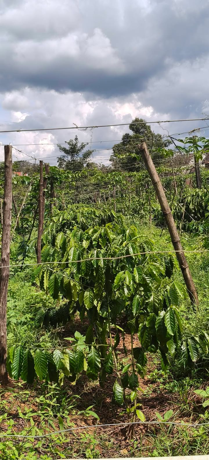 Đất thổ cư 200m² tại Ia Kha, Gia Lai - Giá chỉ 800 triệu!