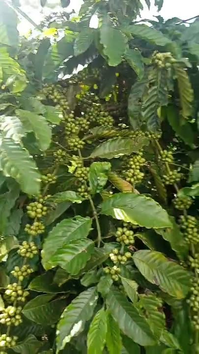 Farm cho thuê tại xã Trang, Đăk Đoa, Gia Lai - 360 triệu/năm, hợp đồng 7 năm