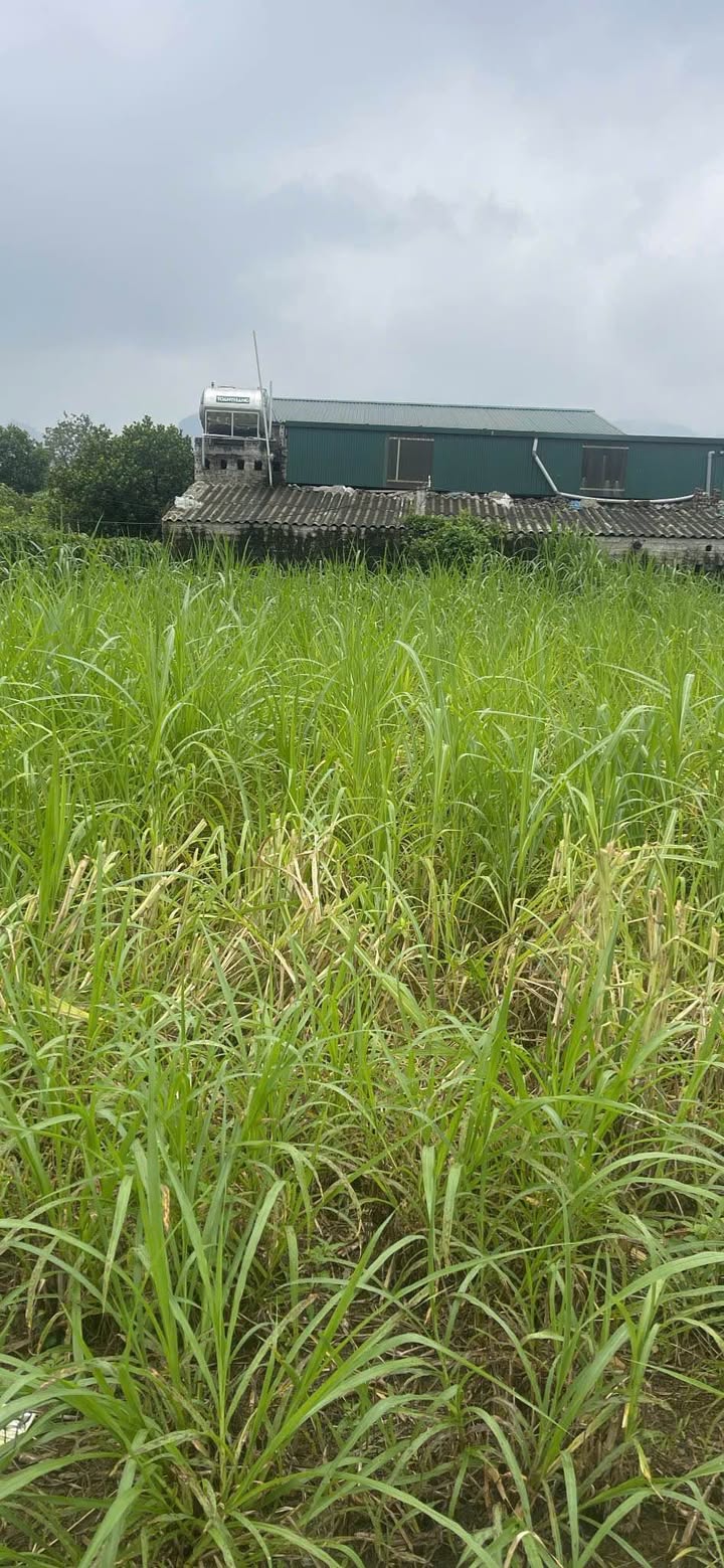 Đất nền Đông Sơn Tam Điệp 104m² giá chỉ 500 triệu - Cơ hội đầu tư hấp dẫn!