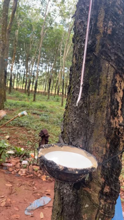 Đất nền Phước Tân 8000m² giá 1.8 tỷ - Tiềm năng đầu tư vượt trội!