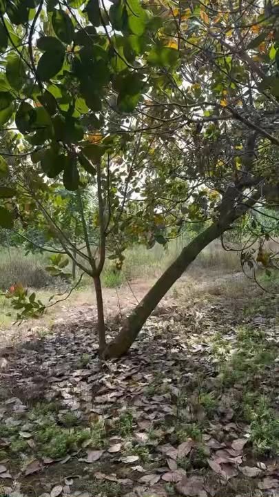 Đất nông nghiệp 2ha tại Bình Tân, Phú Riềng - Giá 3.7 tỷ, Tiềm năng đầu tư lớn!