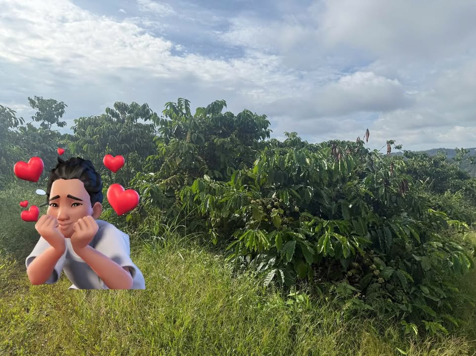 Đất Farm 2ha tại xã Quảng Tân, Tuy Đức, giá chỉ 4 tỷ - Cơ hội đầu tư hấp dẫn!