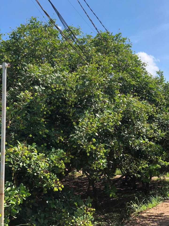 Farm chôm chôm Thái 70 gốc tại Hàng Gòn Long Khánh - Cho thuê giá 65 triệu/năm