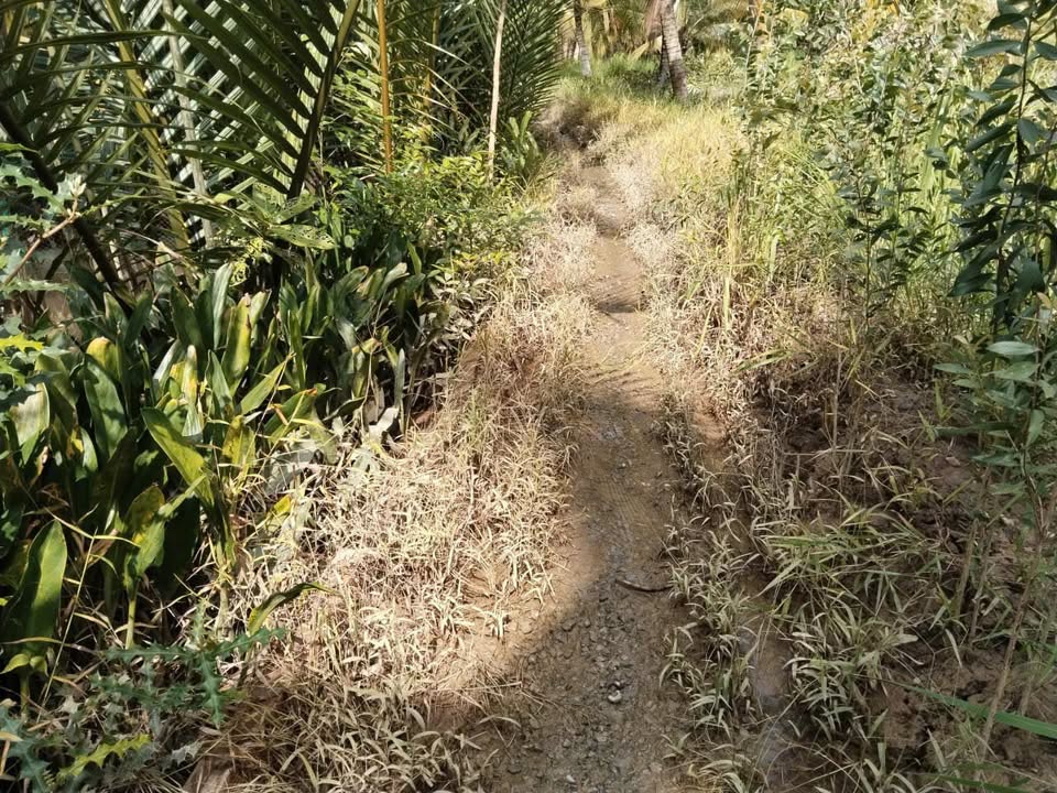 Vườn dừa cho trái tại Thành Thới B 2500m² giá 800 triệu - Cơ hội đầu tư hấp dẫn!