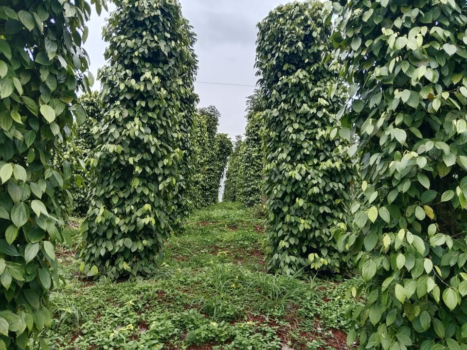 Farm 36.000m² xã Nam Bình, Đắk Song - Tiềm năng sinh lời cao từ cà phê, tiêu!