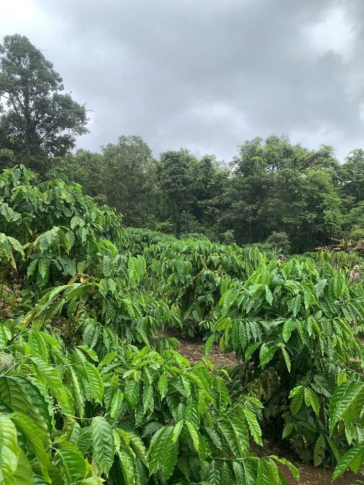 Đất nông nghiệp Đắk Lao 5ha giá 1.5 tỷ - Đầu tư sinh lời hấp dẫn!