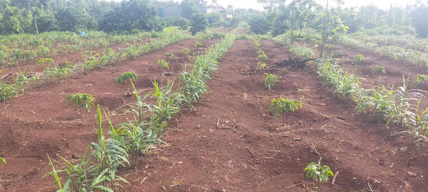 Đất vườn thôn 6 Trường Xuân, Đắk Nông 10,800m² giá 3.25 tỷ - Đầu tư sinh lời hấp dẫn!