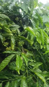 Đất nền xã Nâm N'Jang, Đắk Song 18.000m² giá 2.65 tỷ - Cơ hội đầu tư tuyệt vời!