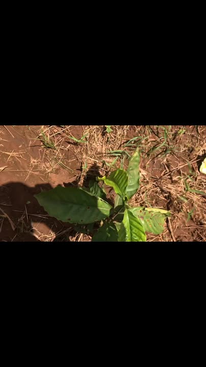 Đất nền 10.000m² tại xã Ia Pnôn, Đức Cơ chỉ 200 triệu - Cơ hội đầu tư hấp dẫn!