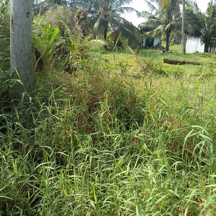 Đất nền mặt tiền ấp Cả Đuối, xã Định Trung, 250m² - Giá chỉ 400 triệu