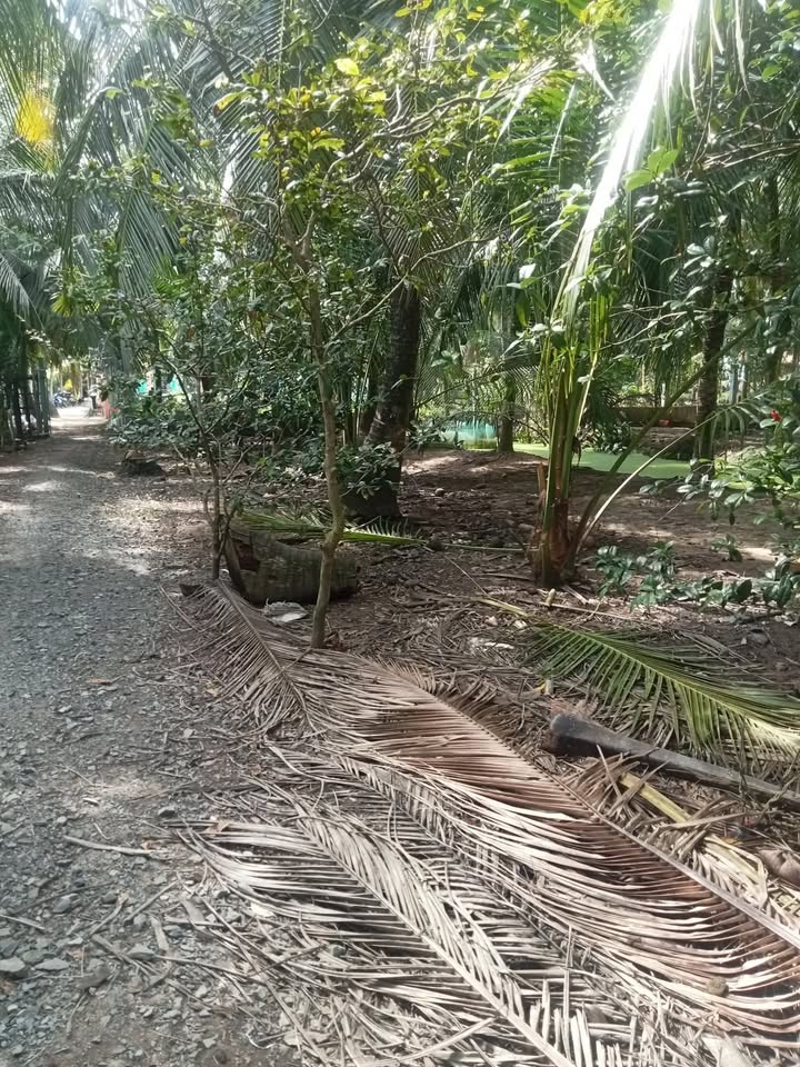 Đất vườn dừa 1423m² tại Tân Thanh, Giồng Trôm - Giá chỉ 700 triệu VNĐ!