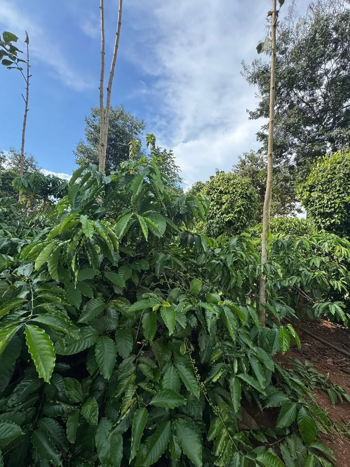 Farm 1,2ha tại Cư M'gar, Đắk Lắk giá 2,25 tỷ - Cơ hội đầu tư hấp dẫn!