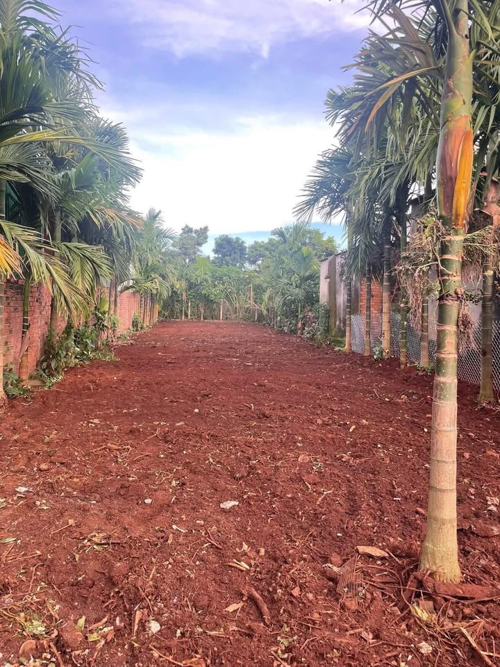 Đất thổ cư 296m² tại đường Hàm Nghi, Cư M'gar chỉ 299 triệu - Cơ hội đầu tư hiếm có!