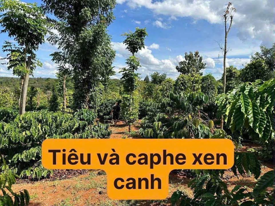 Đất trồng cafe Ea Kiết Cư M'gar 1000m² chỉ 199 triệu - Cơ hội đầu tư hấp dẫn!