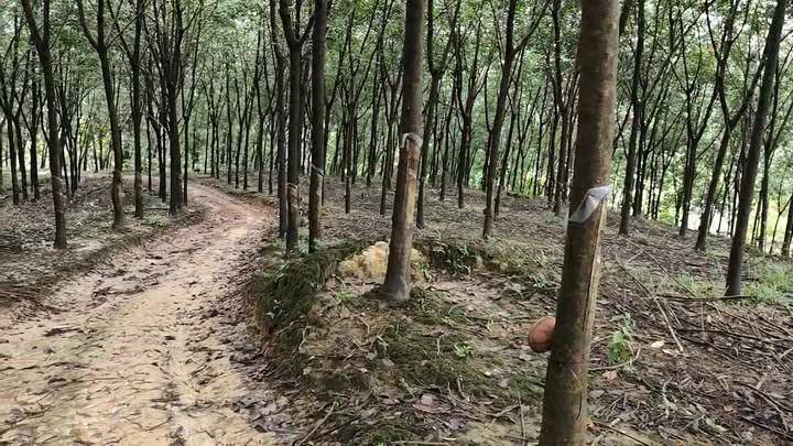 Đất nông nghiệp Phú Trung 30,000m² giá 1.45 tỷ - Cơ hội đầu tư hấp dẫn!