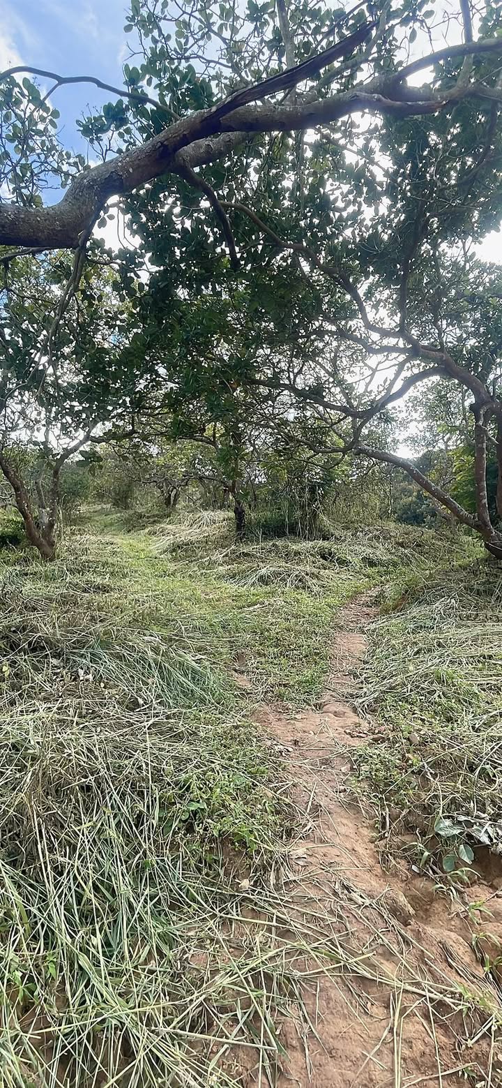 Đất nền 2ha tại Trúc Sơn, Cư Jút - Giá 1.3 tỷ, thương lượng ngay!