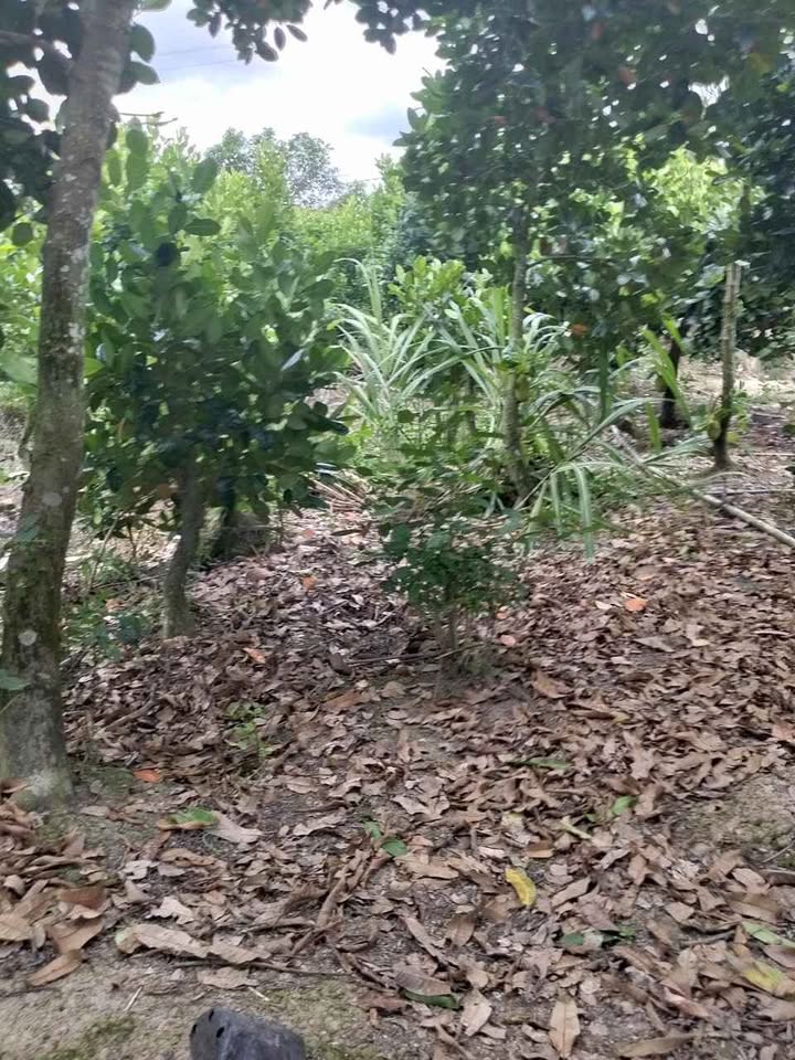 Đất nền + vườn 1150m² tại xã Mỹ An, huyện Tháp Mười - Chính chủ cần bán gấp!