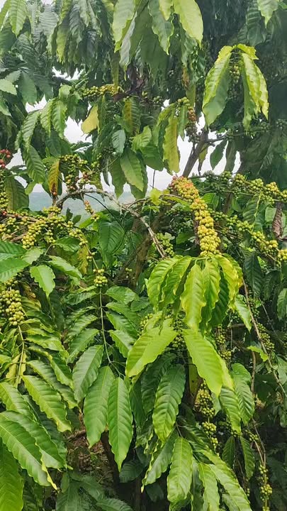 Farm 2ha thôn 7, xã Nhân Đạo, Đắk R'Lấp giá 4.2 tỷ - Đầu tư sinh lời ngay!