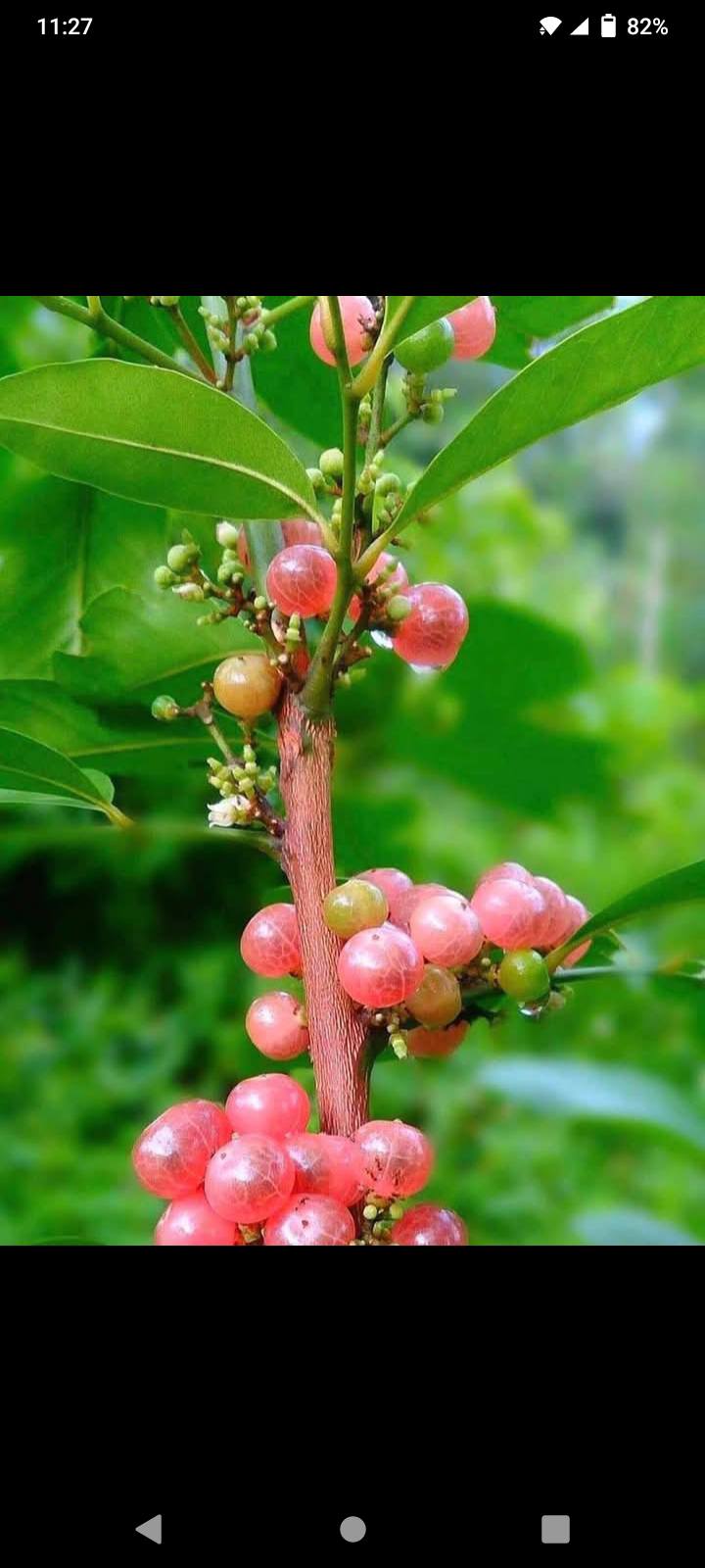 Đất thổ cư Xuân Trường, Xuân Lộc 245m² giá 1.25 tỷ - View núi tuyệt đẹp!