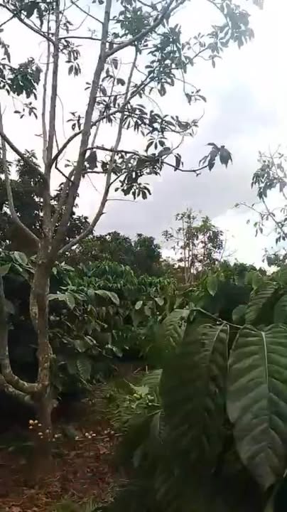 Đất nền 1,2ha tại thôn 2 Quảng Tâm, giá chỉ 1,45 tỷ - Đầu tư tiềm năng!